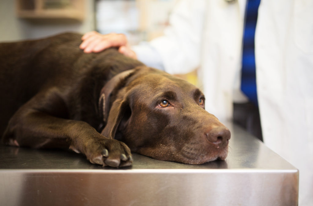  How Quickly Does Kidney Disease Progress In Dogs 